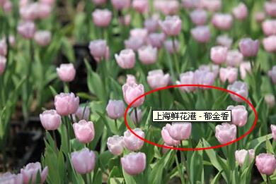 網(wǎng)站圖片更快被收錄&alt標(biāo)簽添加方法